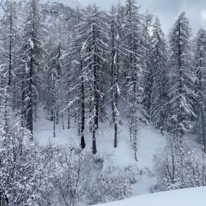 053D61CA-1002-474F-A07B-34CDFB176305_1_105_c