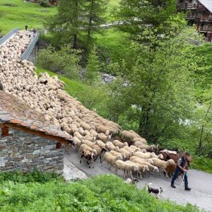 0D00212B-F9E2-4240-9265-FBE2BA78C0A0_1_105_c