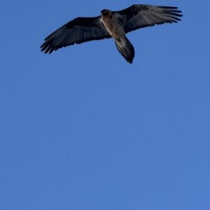 229F6D73-AFBA-47FD-8729-503880B2D098_1_105_c