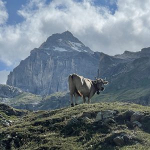 28BB1BF2-D0B4-48AE-BDCE-16CB84974EFA_1_105_c