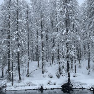 32337D8B-2F2F-4D68-96E1-14CF3F671FD8_1_105_c