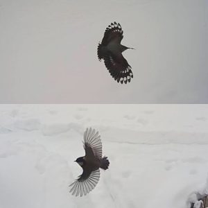 Volando