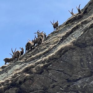 4E716EE6-8B30-4997-8AD1-F023CD5B6E1B_1_105_c