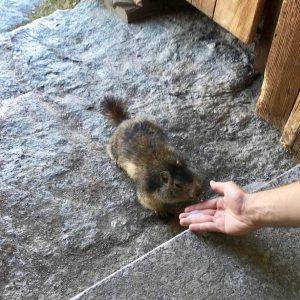 Curiosa