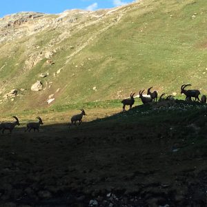 La desarpa