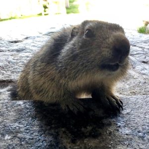 Marmotta