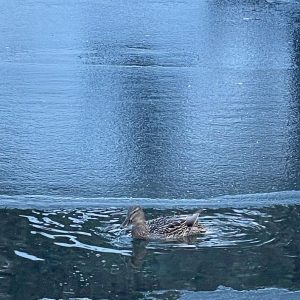 6CD0664A-20EA-465E-91F2-D603BB60FC74_1_105_c