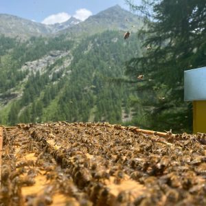 9B12F2A4-9371-4300-96FC-5F6EB8717236_1_105_c