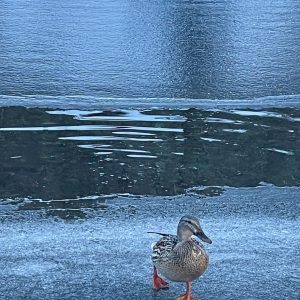 A63D2591-7749-4A71-B582-FF39993BD8F9_1_105_c