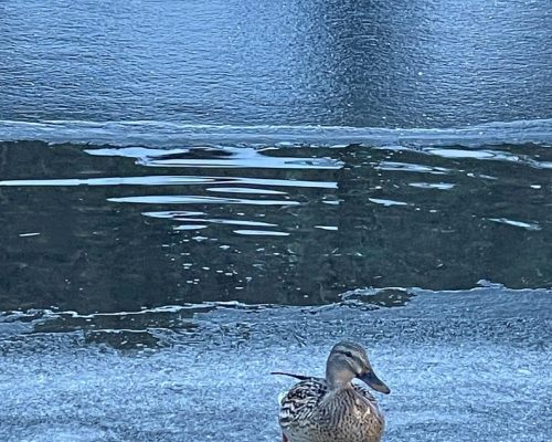 A63D2591-7749-4A71-B582-FF39993BD8F9_1_105_c