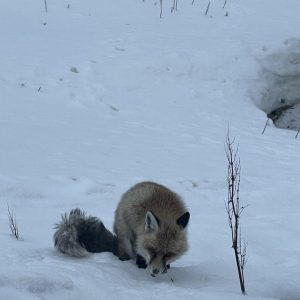 D5F189A5-E3BA-434D-AB83-86B4FF63AAF6_1_105_c