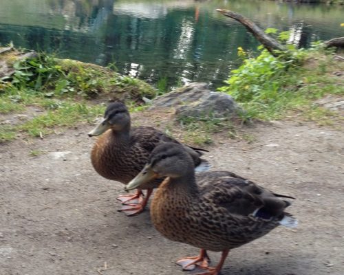 F276D5E9-6A29-410A-8669-929AA745C041_1_105_c